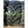 Pirelli TM800 147E (5406530)